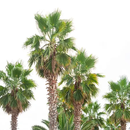 Hotel Tridente Mare *