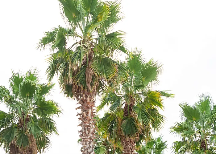 Ξενοδοχείο Tridente Mare *